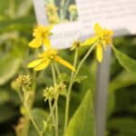 Yellow Ironweed - Image 2