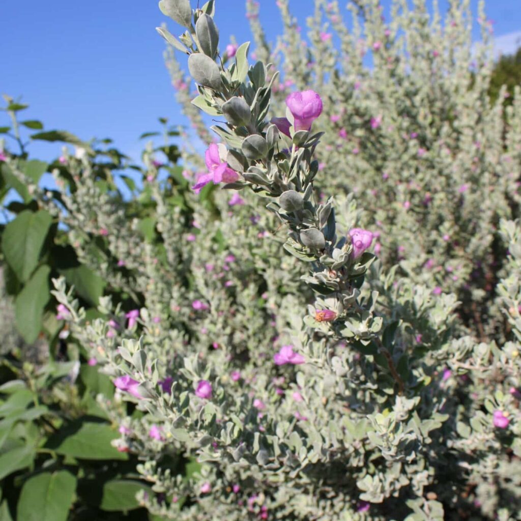 Texas Sage