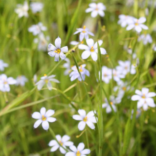Narrowleaf Blue-Eyed Grass