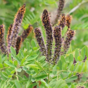 False Indigo Bush