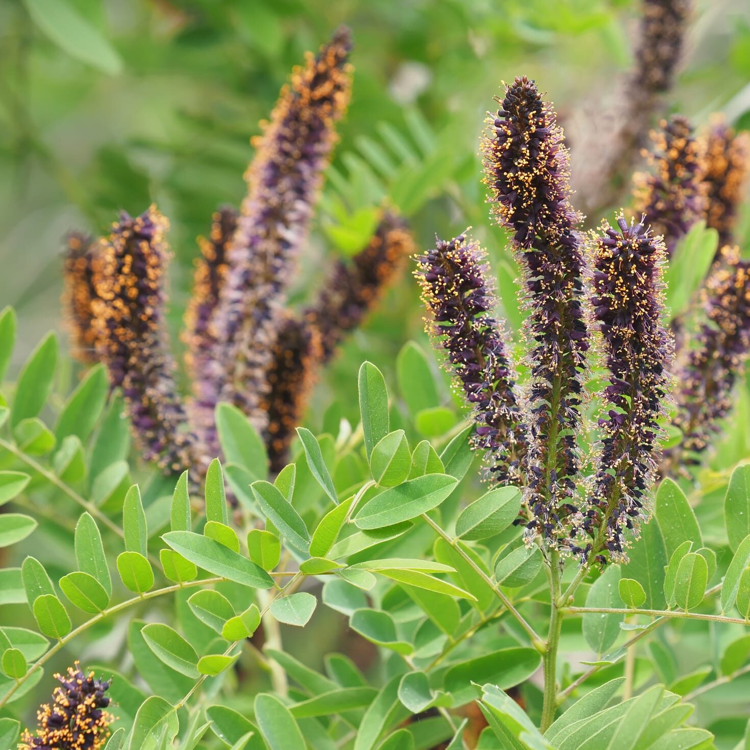 False Indigo Bush - Buchanan's Native Plants