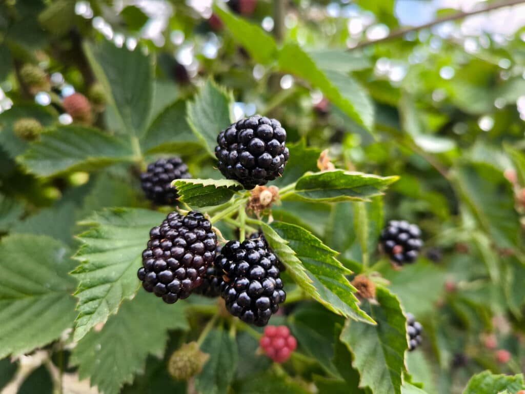 blackberries