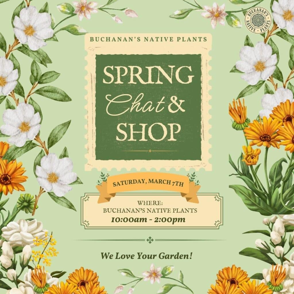 Spring Chat and Shop