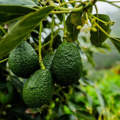 Close-up of avocados hang from a branch