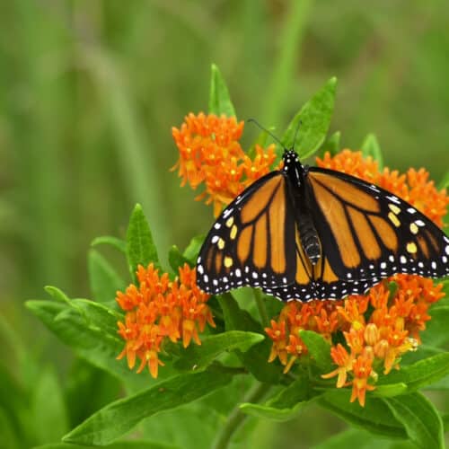 asclepias-tuberosa-and-Monarch