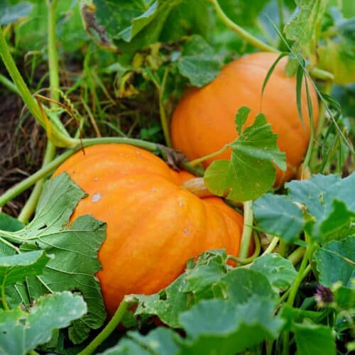 Pumpkins Growing