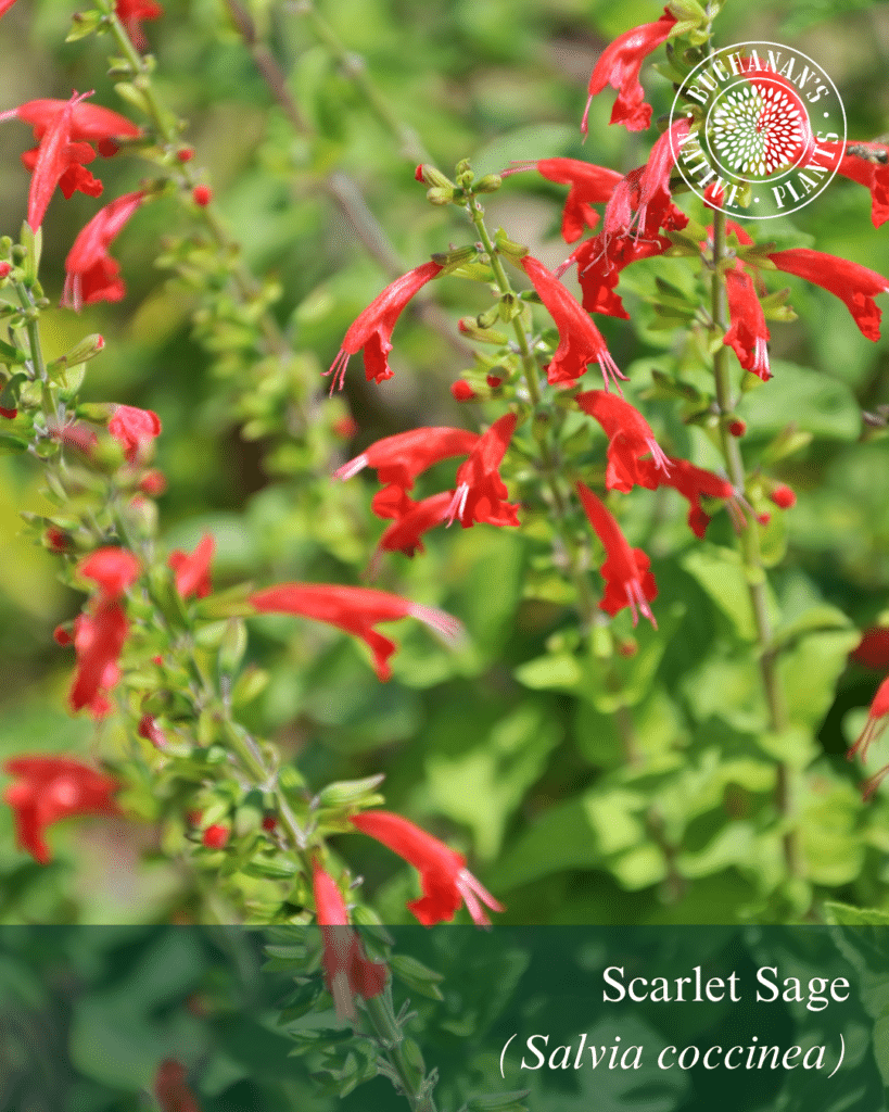 Scarlet Sage