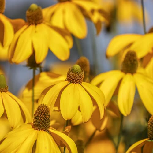 Rudbeckia laciniata, the cutleaf coneflower, is a species of flowering plant in the family Asteraceae.