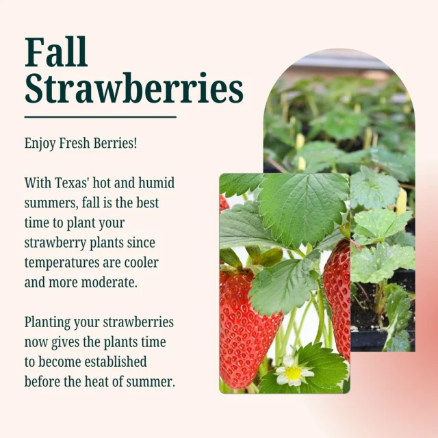 October is PRIME time to plant STRAWBERRIES!🍓 

Plant your berries now and enjoy deliciously sweet homegrown strawberries in the spring. We have Delizz and Apple Blossom strawberries available in 4” containers. 

#texasgardening #shopsmall #strawberries #berryseason #supportsmallbusiness #ediblegarden #springharvest #homegrown