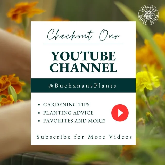 Guess what? You can now find our videos on our Youtube channel @BuchanansPlants! So be sure to hit the subscribe button to get notifications of new videos on gardening tips, planting advice and more!

 #GardeningTips #PlantingAdvice #BuchanansPlants #GardenLife #HomeGardening #PlantCare #GardeningCommunity #IndoorPlants