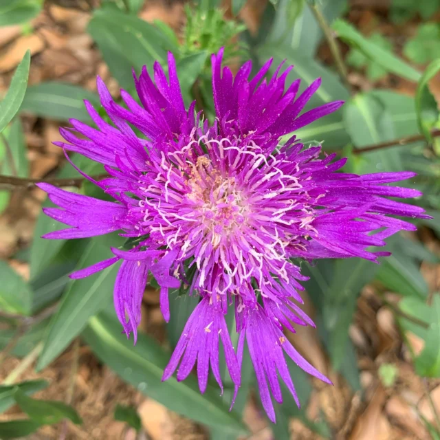 Our other favorite native Aster is the Stoke’s Aster (Stokesia laevis).

This native perennial small enough for containers and small gardens; the fragrant flowers range in color from blue, lavender, pink, white, or yellow; attracts butterflies and hummingbirds to your garden; tolerates summer heat well; water daily.

Other names: Cornflower Aster

Ht: 14″ and W: 12″

Available in 1gal Containers.