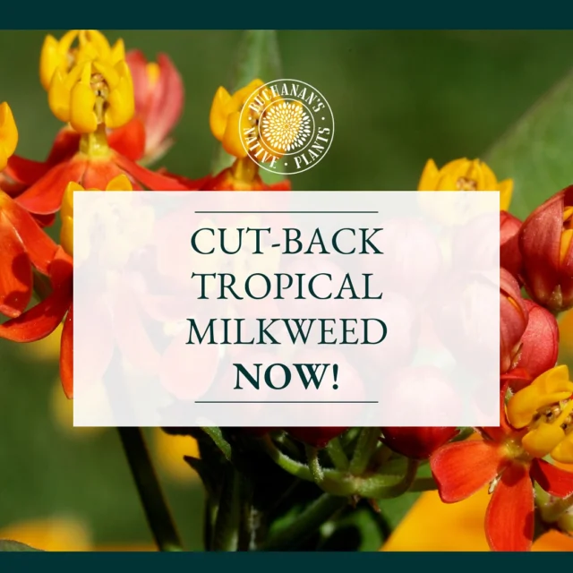 You’re going to want to SAVE this and SHARE!👆📢

Swipe left to learn more about ‘WHY’ you should cut back tropical Milkweed and also why you SHOULD plant and incorporate native Milkweed

#monarchbutterflies #monarchmigration #gonative #nativeplantconservation #texasnativeplantweek #asclepiadaceae #monarchbutterfly #xercessociety #houston #houstontexas