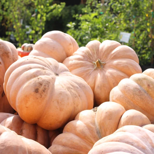 It’s the week of Halloween!🎃

So enjoy 70% Off Pumpkins, Mums, and Halloween Decor!
Hurry in while supplies last!