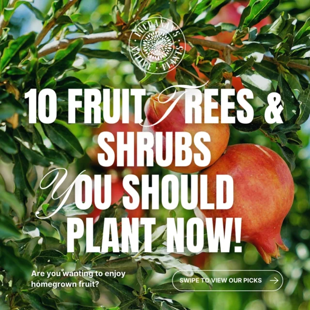 Wanting to enjoy homegrown fruit?🫒🍋🍊

Here’s 10 Fruit Trees and Shrubs, You Should Plant Now!

Did we mention that we also have them in stock? Swipe left to view our picks of the month!