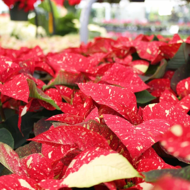 🚨BOGO!🚨

Enjoy buy one, get one free on Poinsettias, Cyclamen and Amaryillis bulbs!

Hurry in while supplies last!