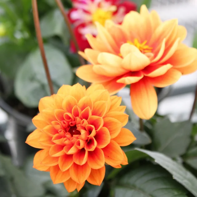 No filter needed for these saturated blooms!😍

Beautiful blooming Dahlias, Geraniums, Impatiens, Begonias and more!