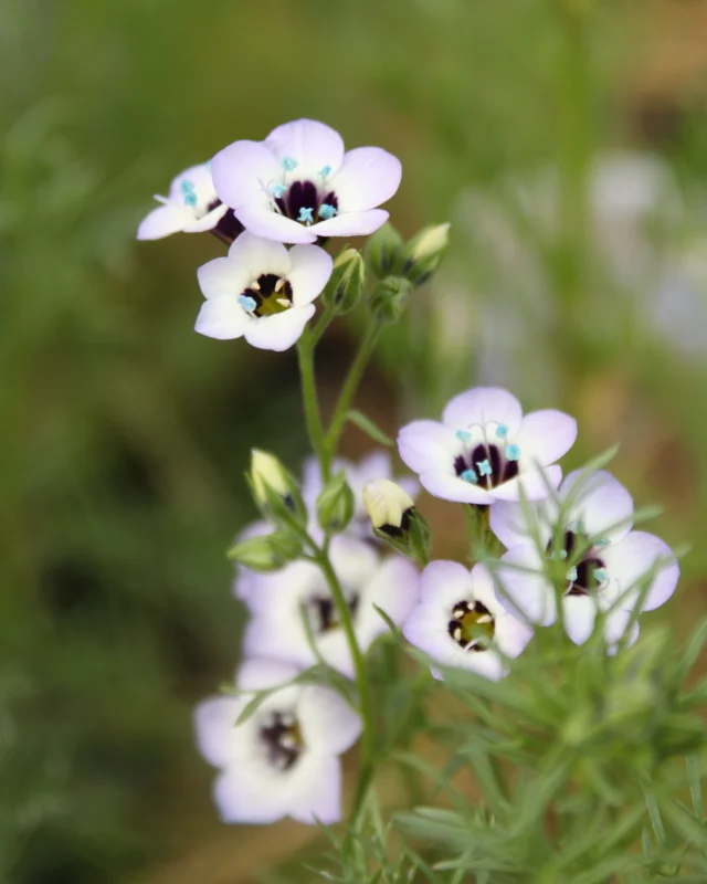 Create your own wildflower meadow! 🐝🦋Shop our wildflower selection of both Texas native and non-native wildflowers like Tidy Tips, Texas Bluebonnets, Blue Eyes, Bird’s Eyes, Indian Paintbrush and more!

These wildflowers can be enjoyed within your flowerbed or transform your lawn or hell-strip into a wildflower patch that pollinators and wildlife will love! Many of these will reseed or you can collect some of the seed heads at the end of the season and save for the following year to plant or share with a friend!

Available in 4″ Containers