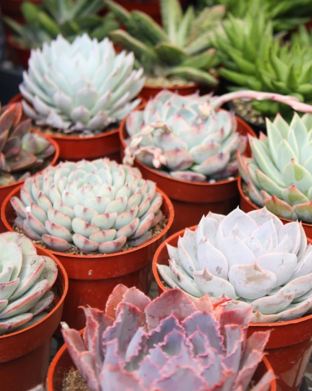 Refresh your indoor container gardens with colorful succulents or bold tropical foliage! 😍

Stop by the greenhouse today to shop exciting new arrivals and some of our favorite staples.☝️