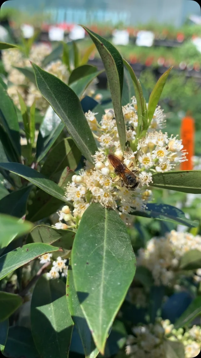 These Cherry Laurels are buzzing with the sounds of bees today! 

We are in love with these compact Cherry Laurels that we’ve received. Enjoy blooms from February through April, against glossy green foliage. A great Texas native evergreen tree to add to your landscape this season!

Larval Host: Red Admiral and Tiger Swallowtail Butterfly