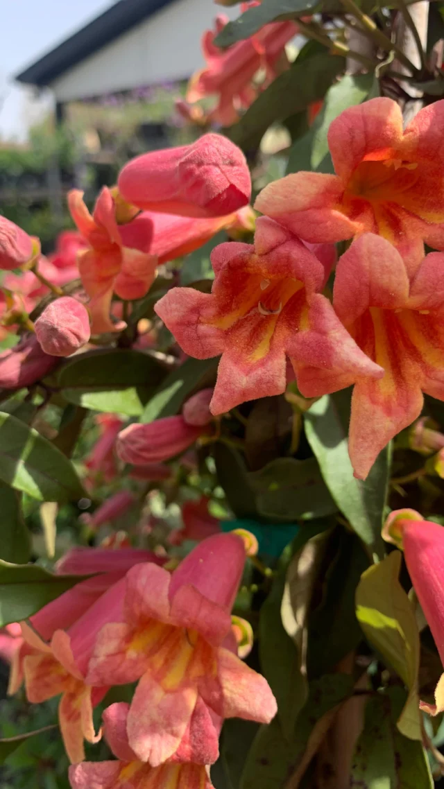 Native of the Week: Tangerine Beauty Crossvine (Bignonia capreolata ‘Tangerine Beauty’

This native vine produces showy coral-orange tubular blooms with yellow throats. It is a multi-stemmed deciduous woody vine with a twining and trailing habit of growth. Attracts bees, butterflies, and hummingbirds to your yard!