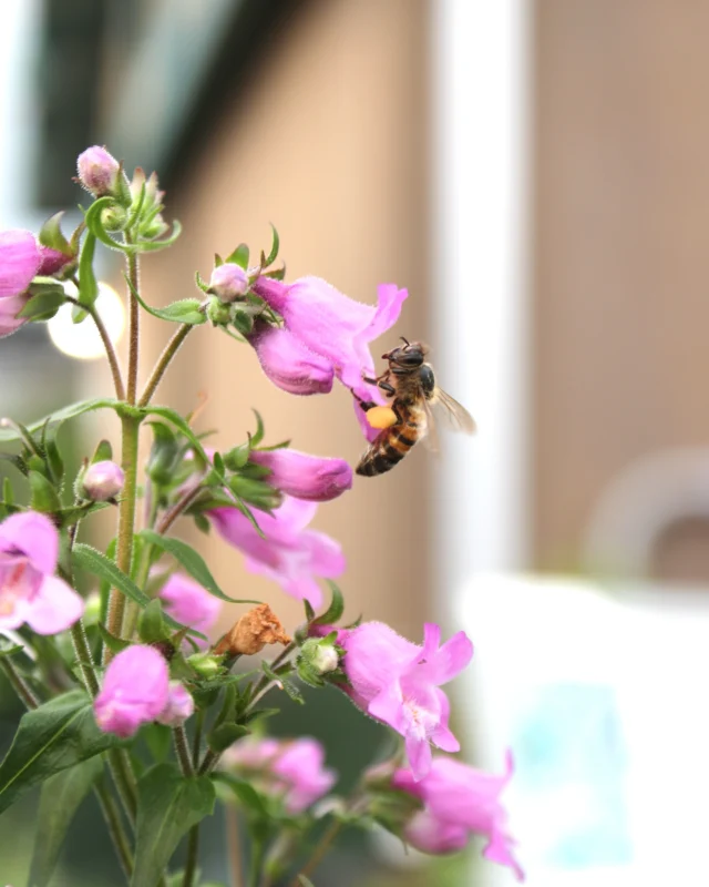 Gulf Coast Penstemon being enjoyed by the bees this morning!🐝

Currently available in 1gal containers.
