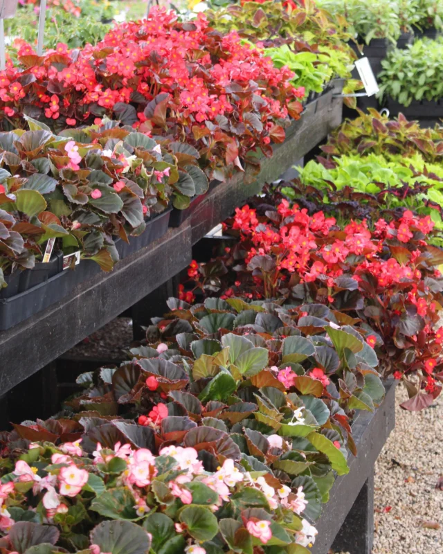 Our annual section is overflowing with color! Shop begonias, zinnias, gomphrena, caladiums, angelonia and more!🐝