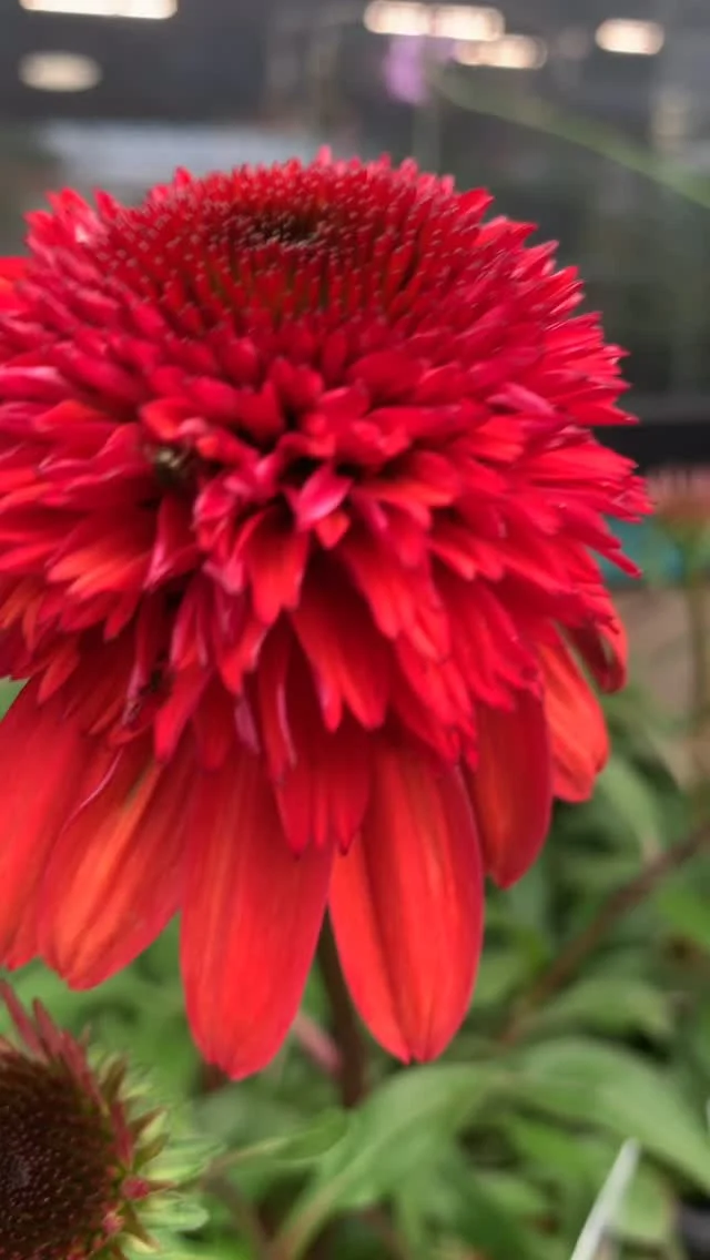 Just about everything is blooming right now at the nursery! Fill your garden with beautiful blooms!😍