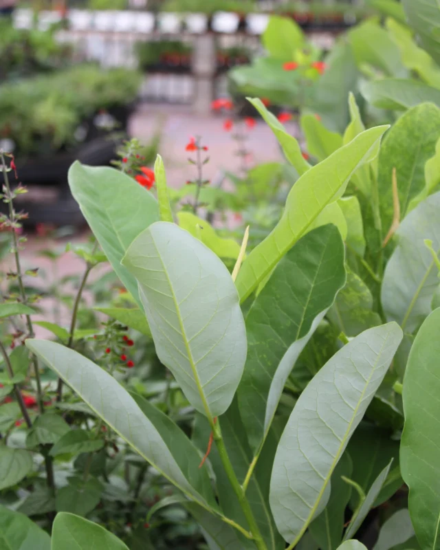 Native of the Week: Sweetbay Magnolia!

An excellent specimen tree that is great for Texas gardeners! This Magnolia produces cup-shaped and sweetly fragrant blooms that appear from mid-spring through summer. 

Unlike the Little Gem Magnolia, this one has beautifully elongated blue-green foliage with a silver underside.