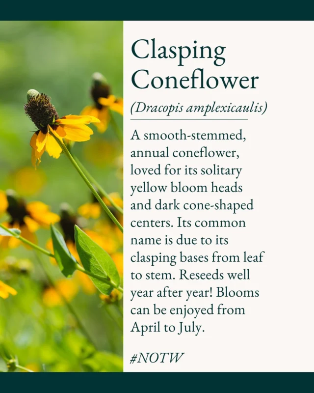 Native of the week: Clasping Coneflower

💡Fun fact:  The Cherokee used the juice of the root for an earache. Also, tea made from leaves was used as a tonic and diuretic.

Available in 4” Containers.