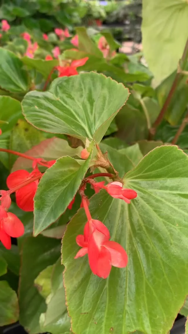 Colorful shade loving annuals!😍☝️