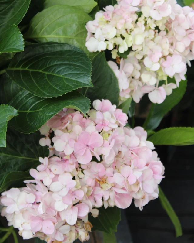Hydrangeas have arrived!!👀

Looking for a beautiful blooming shrub for shade consider Hydrangeas!