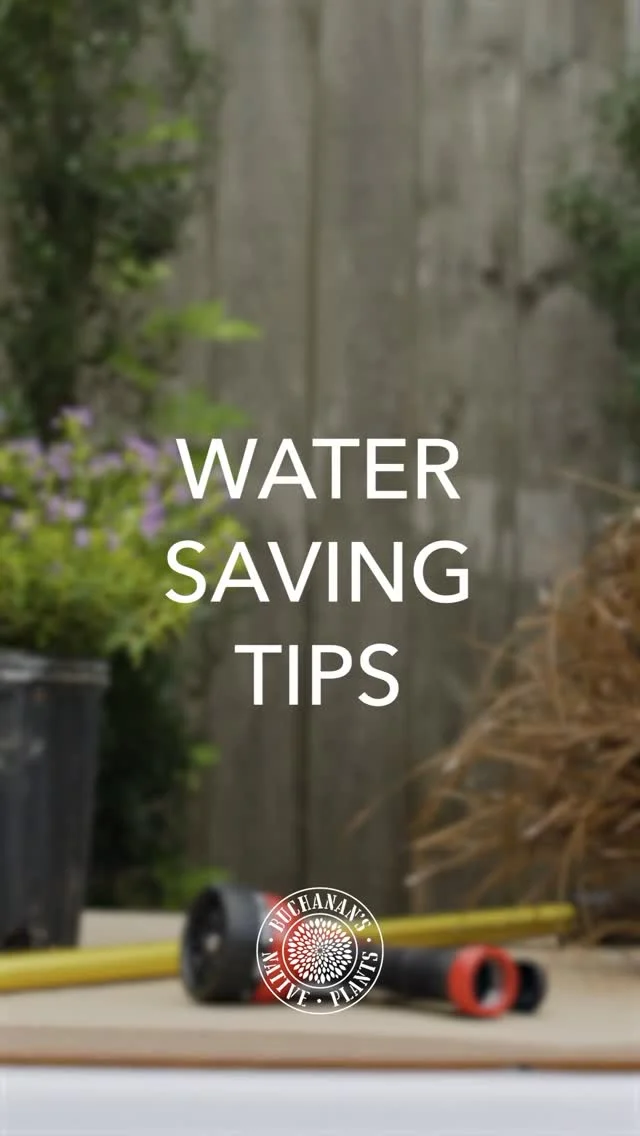 This week is going to be a hot one!🥵☀️

With temperatures already reaching close to 100F this week, make sure to get your garden Texas summer ready with these water-saving tips! ☝️