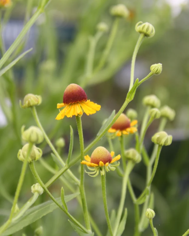 The nursery is flooded with new and exciting Texas natives and Harris County native plants, our widest selection yet!🤗

Shop new favorites like Sneezeweed, Diamondflowers (Stenaria nigricans), various types of Mistflower, and native milkweed, Rattlesnake Master, tons of native Rudbeckia to choose from and so much more!