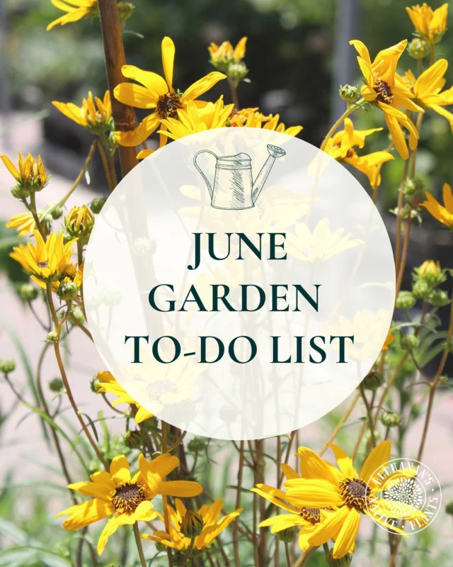 New Month Means…New Monthly To-Do List!📋 ✅

Happy planting!