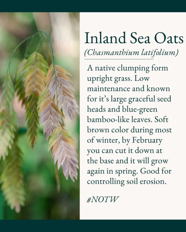 This week’s native of the week is a classic Texas native perfect for any shade or part sun garden, Inland Sea Oats!

Fun fact:  Larval host for the Pepper & Salt skipper butterfly, the Bells roadside skipper butterfly, and the Bronzed roadside skipper butterfly.