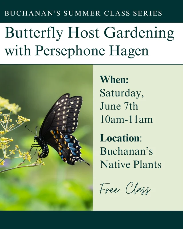 Wanting to make your garden a butterfly oasis? 🦋

Join us for a class with our very own, Persephone Hagen to cover various butterfly host plants to incorporate into your garden and learn which butterflies they attract!

FREE CLASS