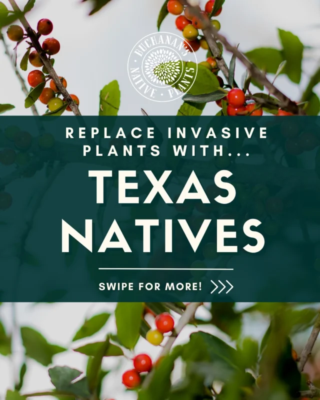Did you know that we are actively keeping up with what plants have been added to the Texas invasive list and continually updating and removing those from our nursery?

Once specific plants are deemed invasive, our buyer and gardeners work together to find Texas native alternatives as well as non-invasive/non-native alternatives that you can enjoy in your garden! 🪏 

Swipe to learn more!👉
💌Share with a friend!
