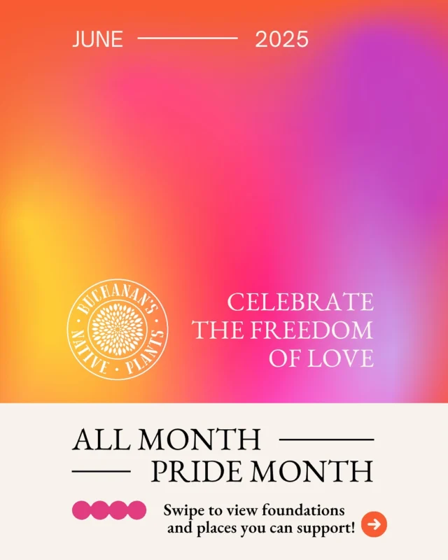 Happy Pride Month!🏳️‍🌈🏳️‍⚧️

As always, Buchanan’s Native Plants continues to strive to be not only a safe space to work, but also a safe space to shop and share a love of plants!💚