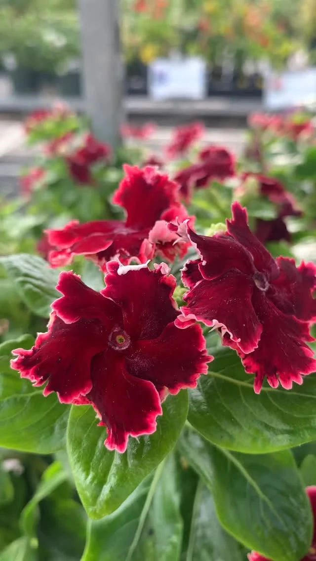 These new Vinca have us swooning!😍

New varieties from the SOIREE series include Flamenco Salsa Red, Double Pure White, Flamenco Señorita Pink. As well as the SOIREE KAWAII series and more!