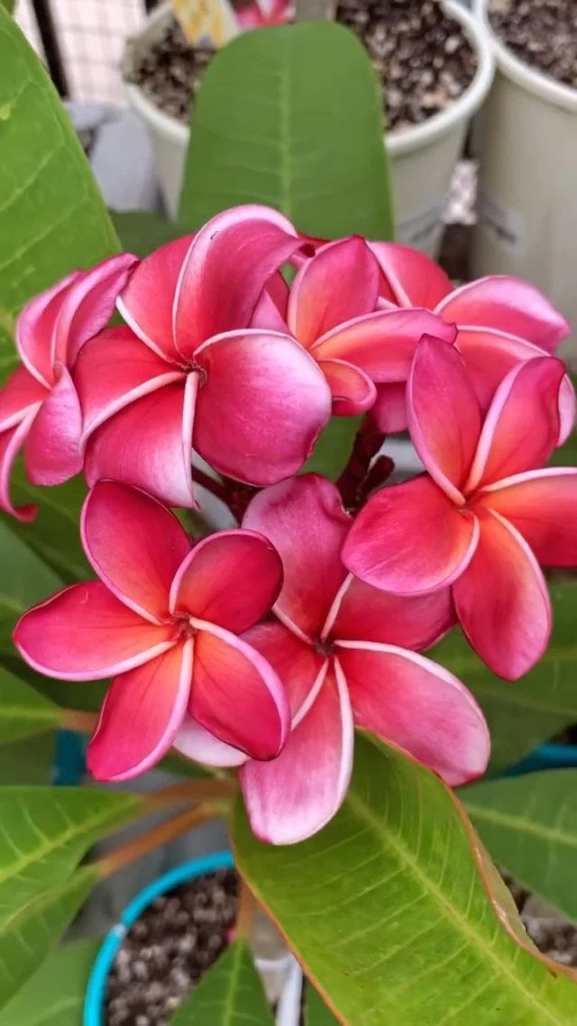 Attention Collectors!! Looking for a new Jungle Jack’s Plumeria to add to your collection? Stop by to shop these exotic, fragrant, and colorful tropical blooms. 🌴
