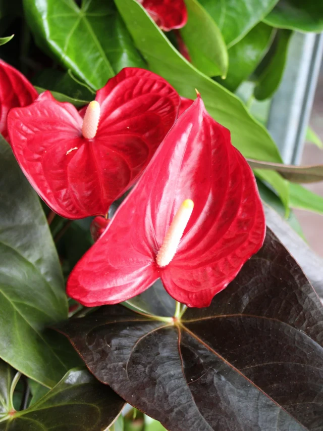 From bloom to lush green leaves and everything in-between, we’ve got you covered!☝️🤗

Shop new blooming Anthuriums, African Violets, and Guzmania. As well as, new Philodendrons, Ficus, Euphorbias, and more!