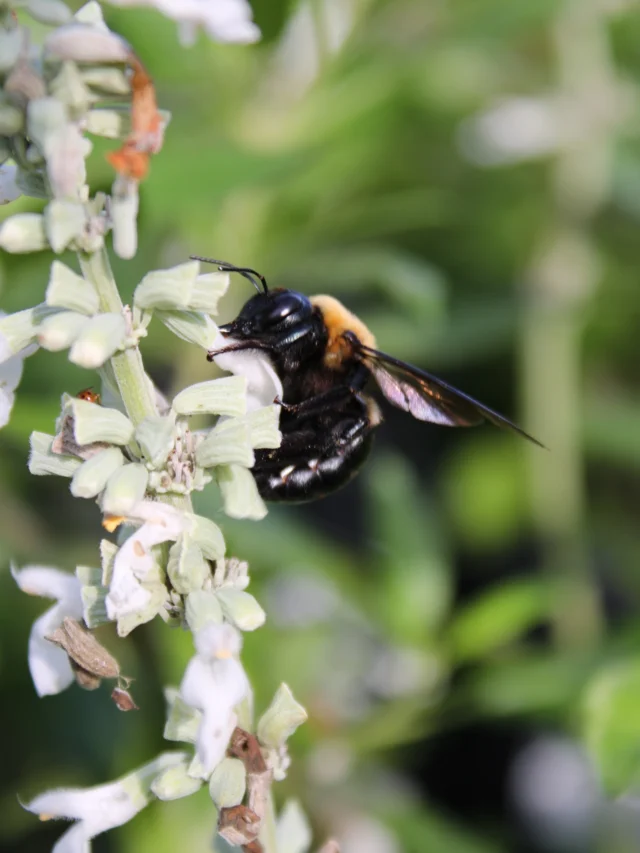 Just a cute Eastern Carpenter Bee Enjoying Salvia Blooms!🐝 

Carpenter bees are relatively solitary and excavate their nests in wood. The adults feed on nectar from flowers and like this one, will bite a small hole at the base of the flower and ‘rob’ the nectar without pollinating. 

Unlike some bees, Carpenter Bees use buzz pollination to pollinate flowers. This is effective for various flowers like Tomatoes, Potatoes, Peppers, Blueberries, Pumpkins, Zucchini, and more.