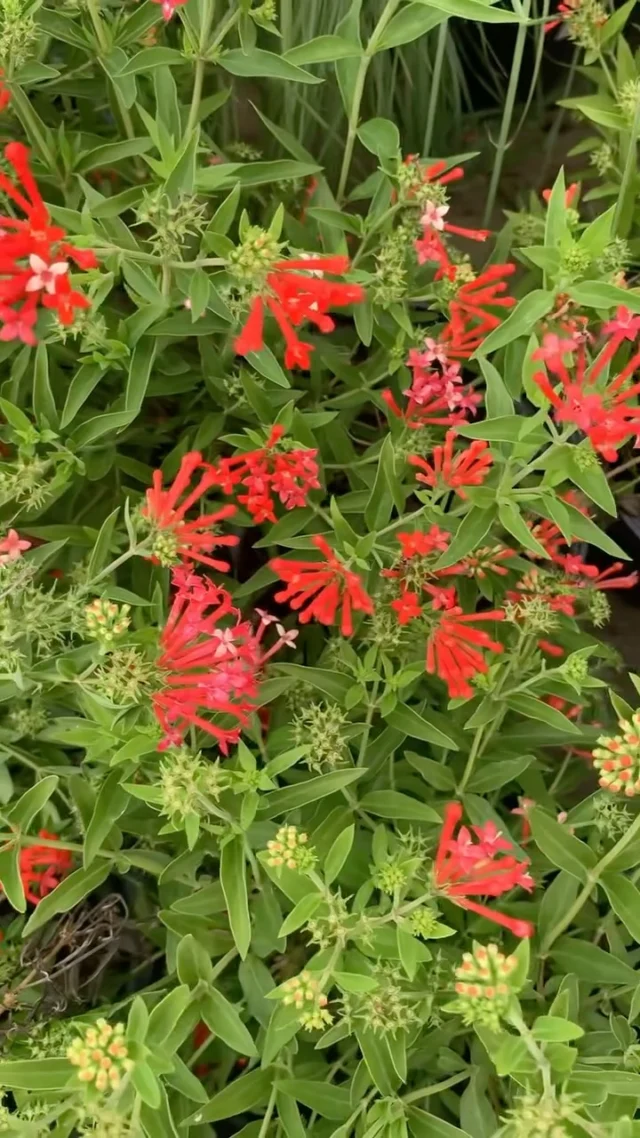 A Texas native that is giving us firework vibes this week is Scarlet Bouvardia (Bouvardia ternifolia)!🧨🎇✨

A stunning deciduous woody perennial shrub that produces scarlet-red, tubular bloom clusters that appear at the end of the branches. Blooms from May to November. It is enjoyed by various pollinators as well as hummingbirds! 

Host the Falcon Sphinx Moth.

Other Common Names: Firecracker Bush, Trompetilla “little trumpet”, and Clavillo.