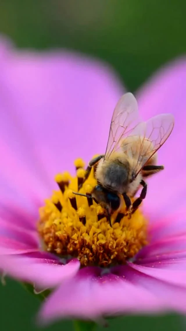 Have you spotted any of these cuties in your garden recently? Did you know Texas has over 800 bee species and most of our native bees actually don’t sting?

Our state is lucky to have these garden heroes! Some of our favorites include bumble bees, sweat bees, carpenter bees, mason, and leafcutter bees!🐝 

What’s your favorite bee or pollinator?