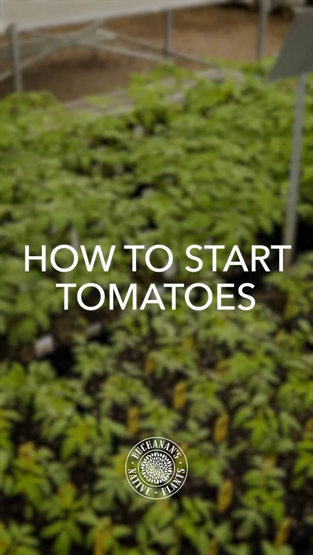 Fall tomato season is just around the corner!🍅

It is a great time to get a head start on your fall tomato growing, whether you want to start from seed or grab a 4″ start, we have got you covered. Our current 4″ tomato varieties include Arkansas Traveler, Hot Spell, Super Sweet 100, Celebrity, and Porter’s Pride! We currently have a great selection of tomato seeds now 30% off! When selecting tomato seeds, choose varieties with a maturity day count of 75 days and below!