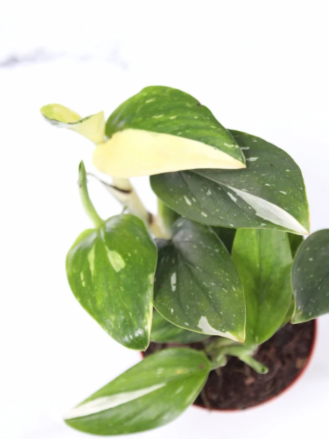 New greenhouse stunners! Take a break from the outdoors and green up your living space indoors with these tropicals! Shop exciting arrivals like Monstera standleyana, Ficus triangularis, Philodendron gloriosum and more!