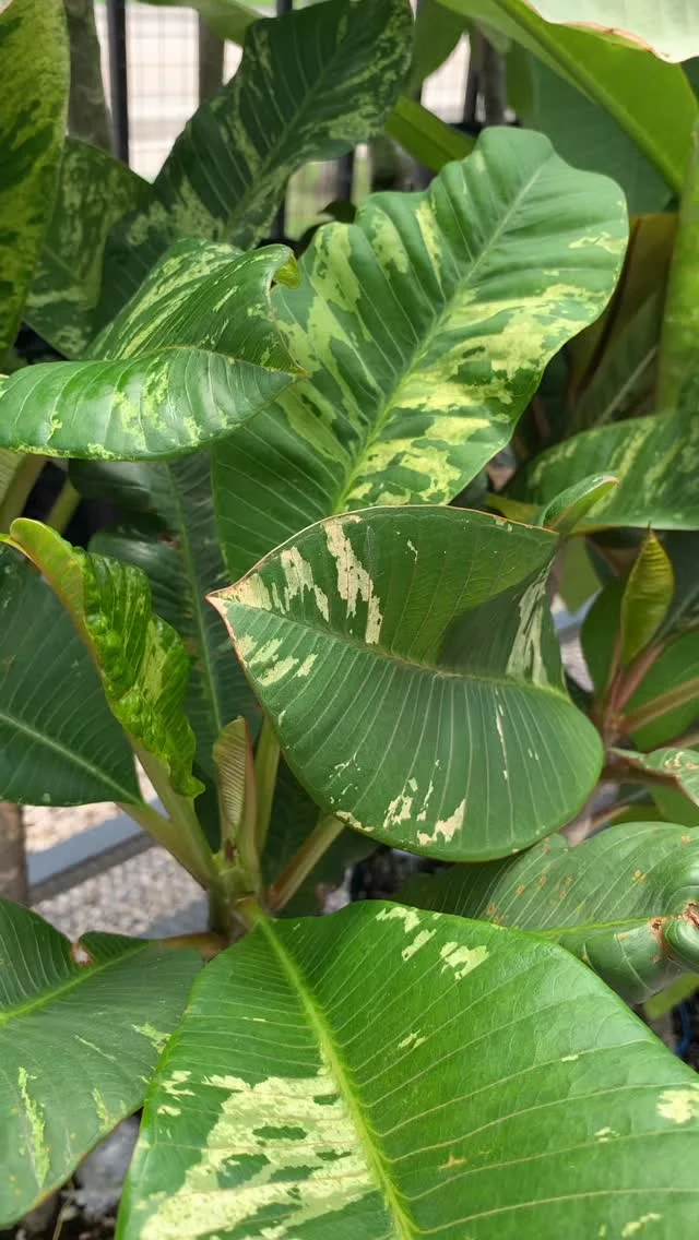 Transform your patio into a tropical getaway with Plumeria!🌴