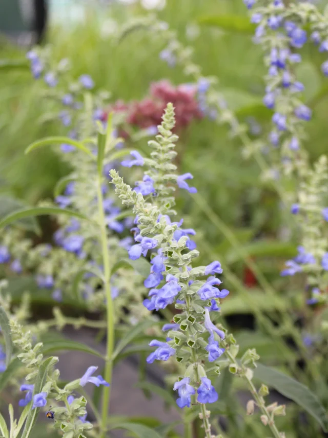Pitcher Sage (Salvia azurea)

This beautiful blooming native is loved for its periwinkle blue two-lipped flowers. A great addition to pollinator gardens, has special value to native bees and bumble bees. Blooms now through fall.

It is also a host plant for several species of butterflies and moths such as the Hermit Sphinx Moth.