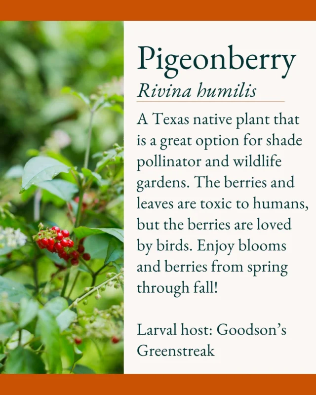 This week's native of the week is Pigeonberry!

Looking for a Texas native to add to your shade pollinator garden? Pigeonberry is a great option; it attracts various pollinators and is the larval host plant for the Goodson's Greenstreak butterfly! Enjoy delicate pinkish-white blooms that are followed by bright red berries!