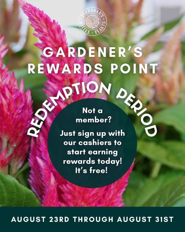 It's time to redeem your points! ✨

Hurry in this weekend and use your points towards your purchase of early fall favorites like ornamental peppers, celosia, crossandra, and more. As well as fall and Halloween decorations!